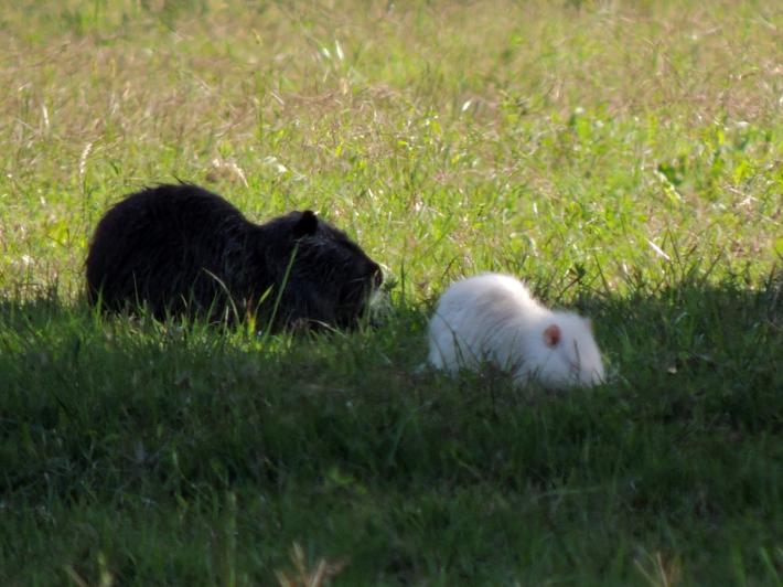 Raro avvistamento in terra di Po fotografata la nutria albina