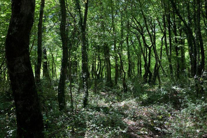 Ritrovato l'uomo perso nei boschi