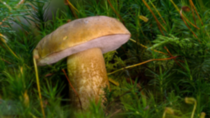 Funghi, la stagione parte bene &laquo;Ma non fidatevi di social e app&raquo;
