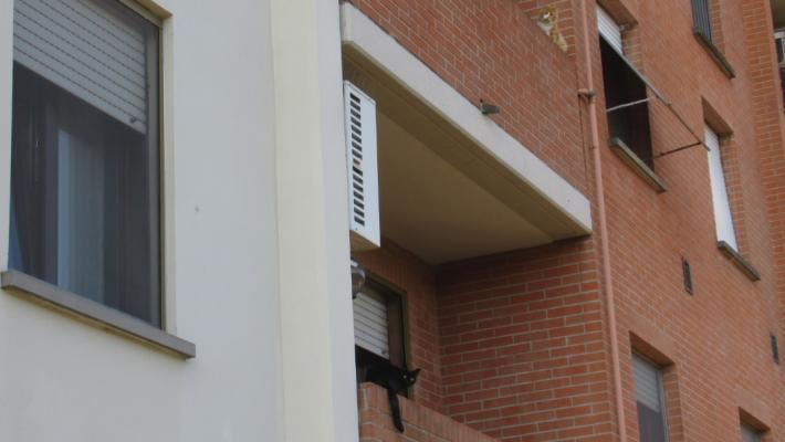 &laquo;Via Guttuso, due amici (gatti) la domenica mattina&raquo;