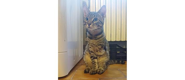 Adozione del cuore per Ercolino senza una zampetta 