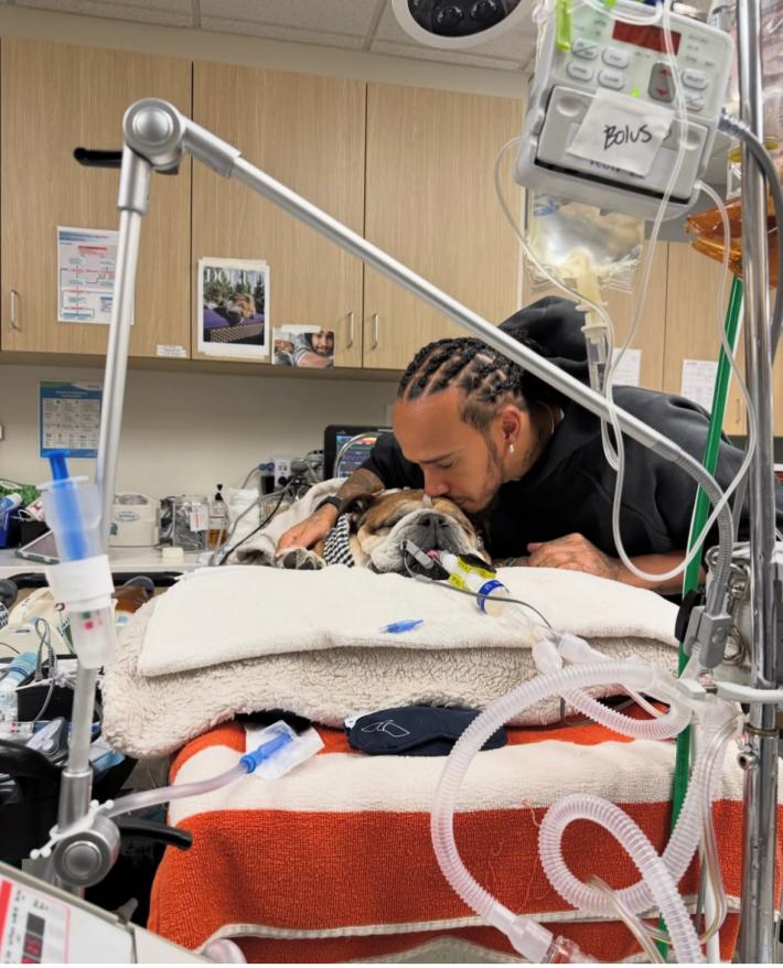 Addio Hamilton a cane Roscoe, "Addormentarlo decisione pi&ugrave; dura"