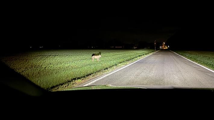 Avvistamento lupo a Eia