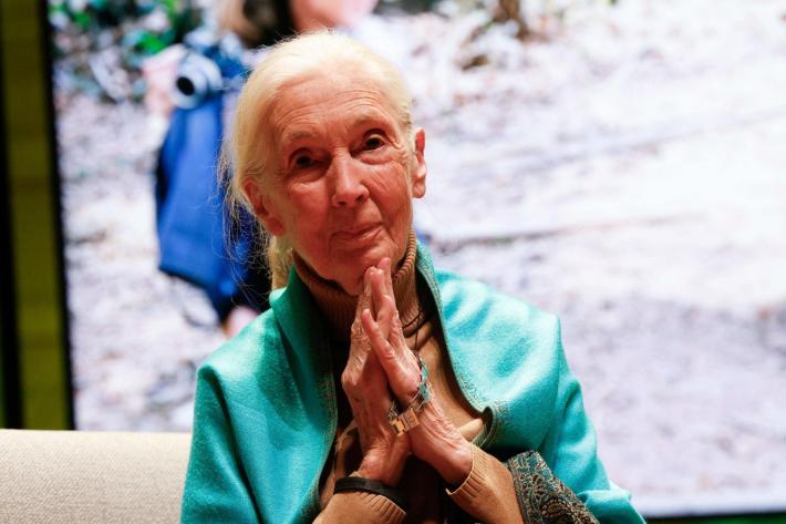 Morta a 91 anni la celebre etologa Jane Goodall. Lott&ograve; per gli scimpanz&egrave;