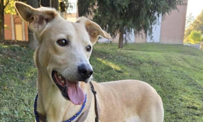 Fidenza: l'Enpa lancia un appello per Piero, cagnolino senza una famiglia