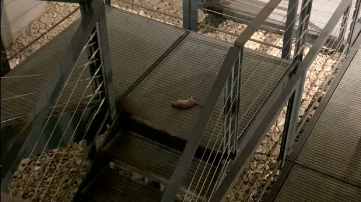 Topi in piazza Ghiaia