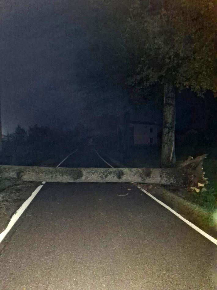 Albero caduto su strada a Busseto