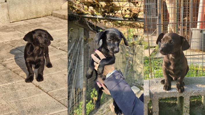 L'amore di una mamma cagnetta e la corsa contro il tempo delle volontarie, hanno salvato la vita a cinque teneri cucciolini