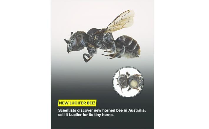 Scoperta "Lucifero",  nuova specie di ape con le corna