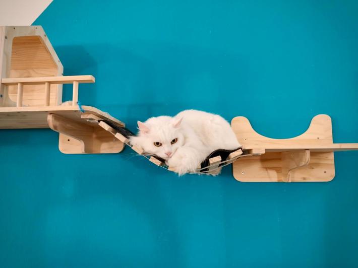 Quei venti gattini senza casa che hanno trovato una  famiglia