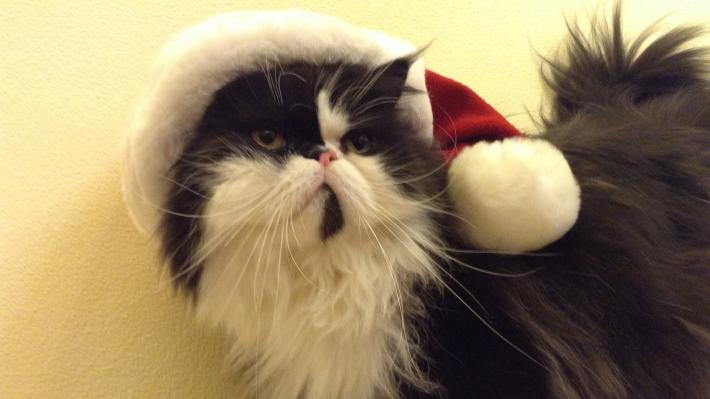 Natale, casa piena di insidie per gli animali: come evitarle