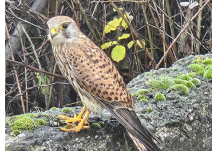 Dopo la gattina Kora, i dipendenti Essev&igrave; di Fidenza hanno salvato un falchetto