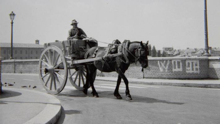 Carrettieri e vetturini, cavalli in citt&agrave;