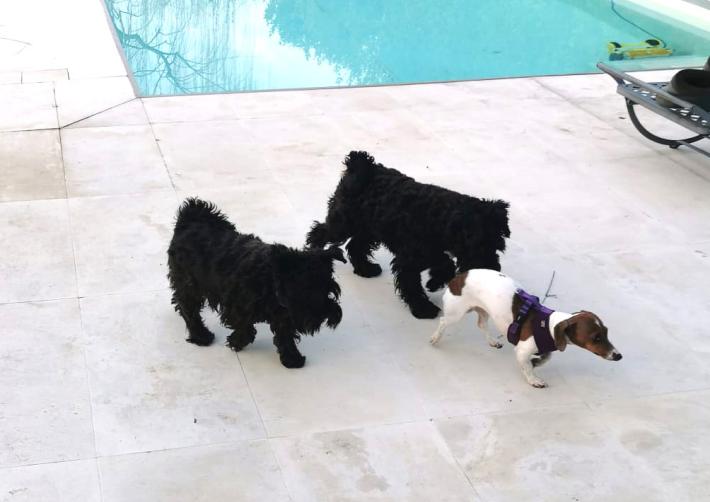 Nuovo attacco dei lupi, sbranato un cane in un giardino di Mariano