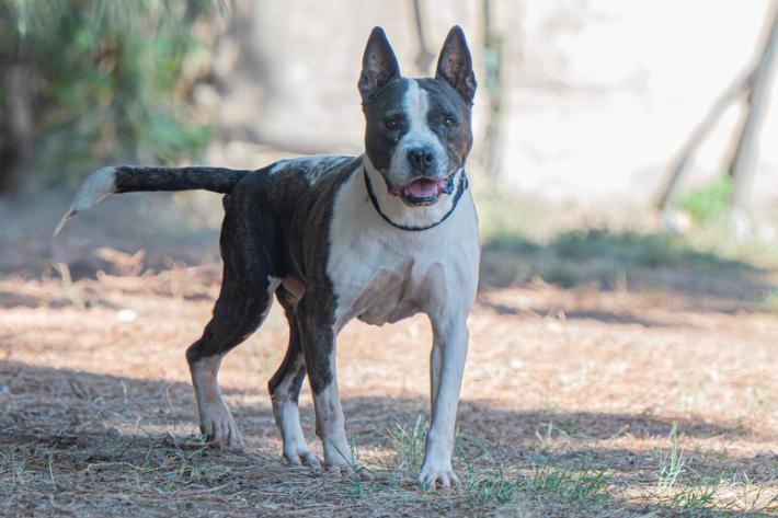 Cane aggredito e ucciso da amstaff, la proprietaria incinta perde il figlio