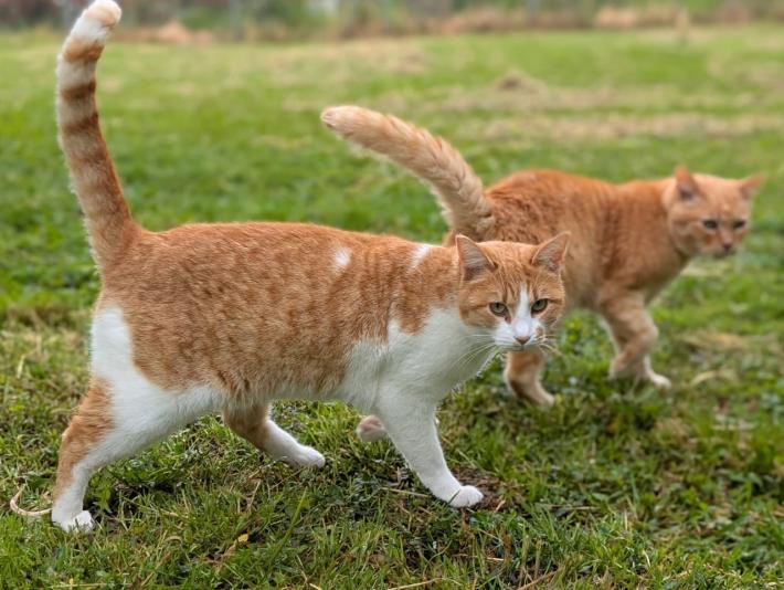 Apericena per aiutare l'oasi felina