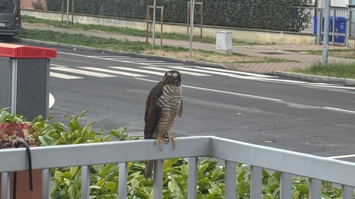 Quartiere San Lazzaro, a tu per tu con la natura: un falchetto si appoggia su un balcone