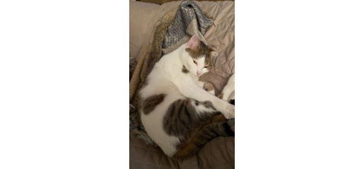 Mao &egrave; scomparso in via Trieste: qualcuno lo ha visto? 