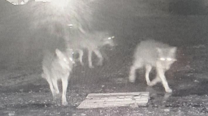 Lupi si aggirano in citt&agrave; 