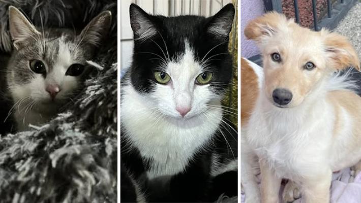 Snoopy, Orazio e Gioia