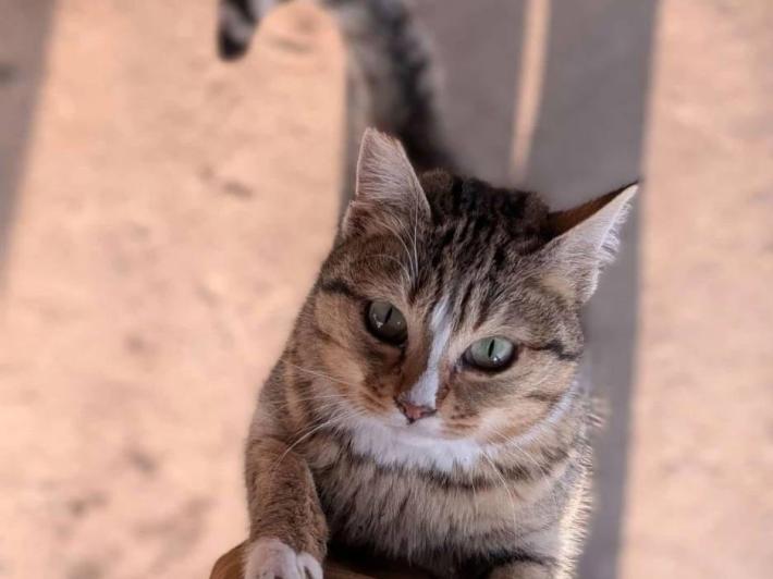 Apericena per aiutare i gatti randagi