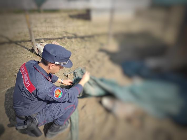 Fattoria degli orrori, numeri choc:  ritrovate quaranta carcasse di animali