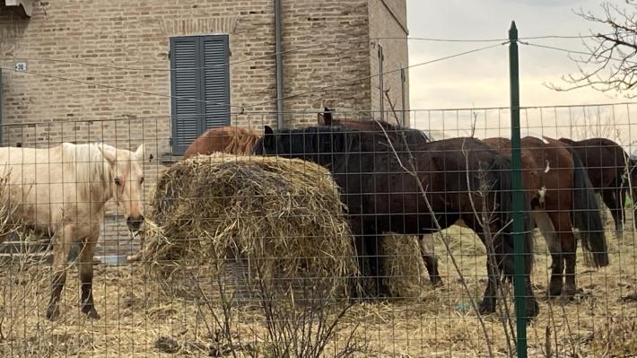 &laquo;Fattoria lager, pochi controlli&raquo;&laquo;Ma era un allevamento&raquo;