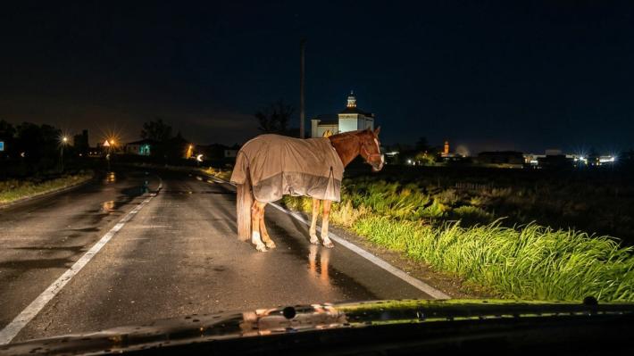 A Polesine cavallo scappa dal recinto e viene recuperato sulla provincia