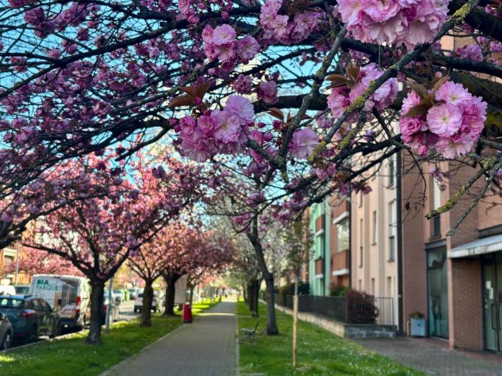Un corridoio di petali in via Picasso: i ciliegi trasformano il quartiere in un "giardino giapponese" - Foto 