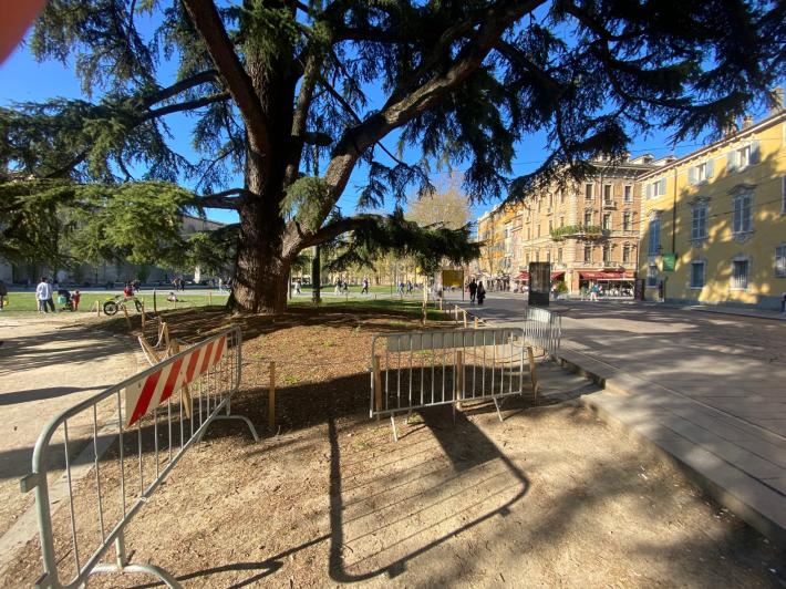 Recinti in piazza della Pace per gli alberi monumentali