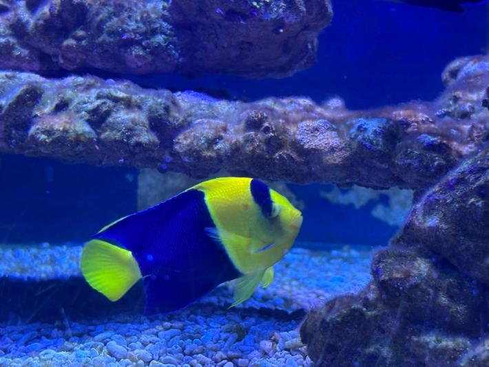 I pesci di Leolandia "tifano Parma" - Le foto