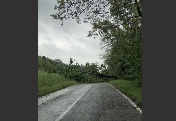 Un albero caduto blocca la strada fra Santa Margherita di Fidenza e Pieve di Cusignano 