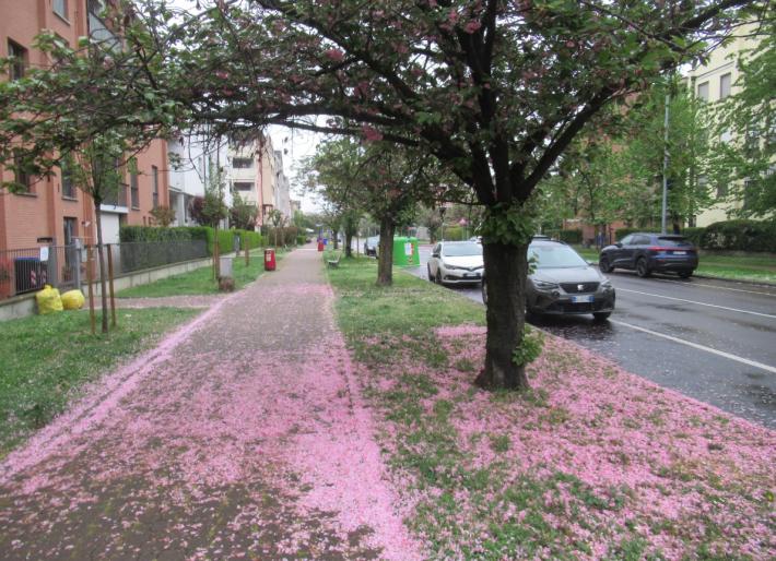 Finisce (come tutti gli anni) la &laquo;favola&raquo; di via Picasso: caduti i petali rosa. Le foto di un residente