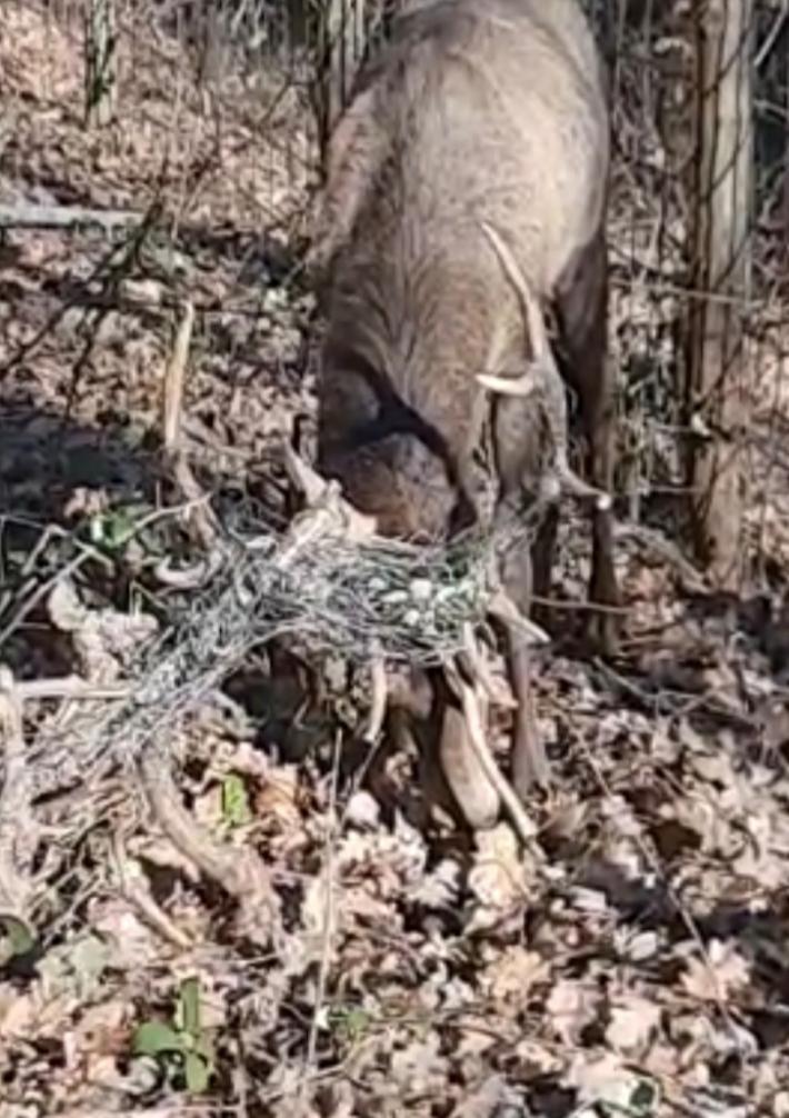 Il cervo si impiglia nel vigneto: operazione di salvataggio