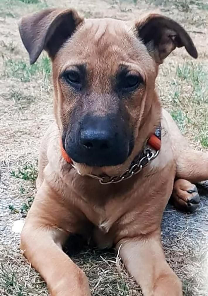 Domani un set fotografico per aiutare il piccolo Joy a tornare a camminare 