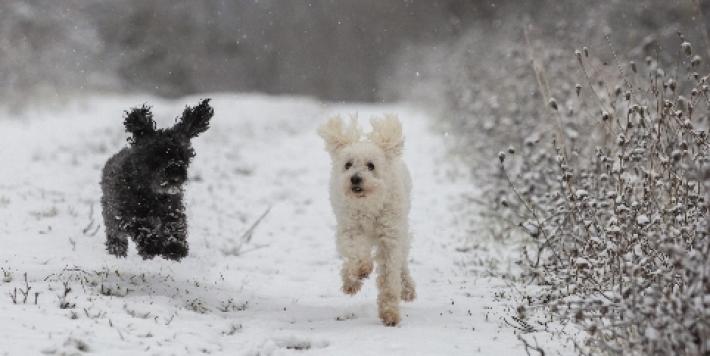 Spagna: in caso divorzio cani e gatti in affidamento condiviso