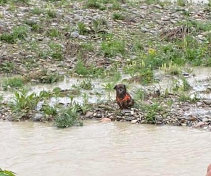 Cucciolo di cane salvato dalla Polizia Locale