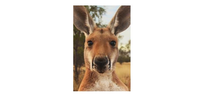 Canguro investito in provincia di Arezzo