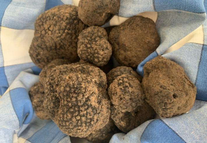 Cerca e cavatura del tartufo in patrimonio Unesco