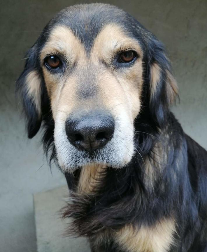 Vuoi adottare un cane anziano? Niente paura, sar&agrave; un amico prezioso 