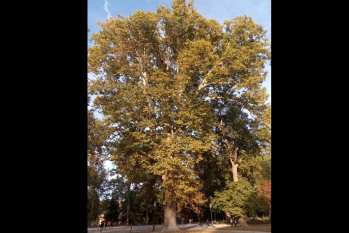 E' iniziata oggi la cura di un olmo e di un platano secolari all'interno del parco Ducale