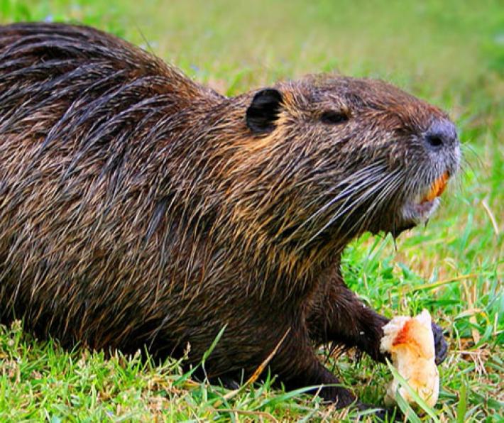 Colorno, vietato dare da mangiare alle nutrie