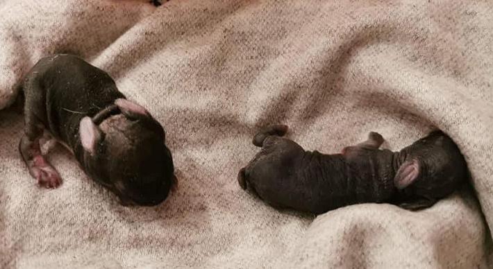 Due coniglietti abbandonati al parco Nevicati di Collecchio