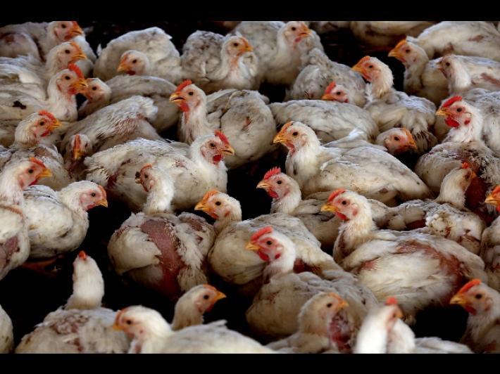 Furgone perde il carico: tacchini gratis per tutti