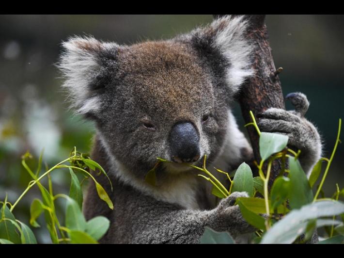 koala