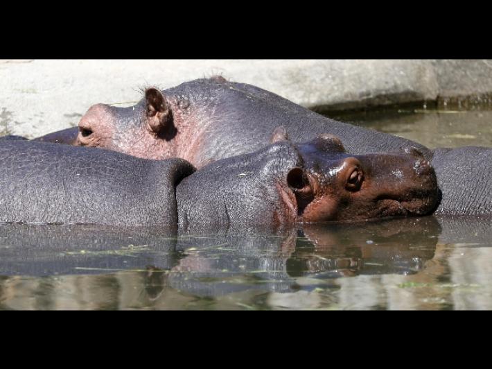 Malawi, barca urta un ippopotamo: un bimbo annegato e 23 persone disperse