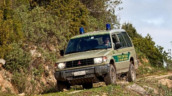 Sequestrati dieci cuccioli di pitbull: venivano tenuti sotto il sole 