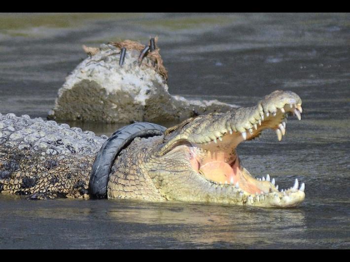 Indonesia: libero coccodrillo con pneumatico a collo da anni
