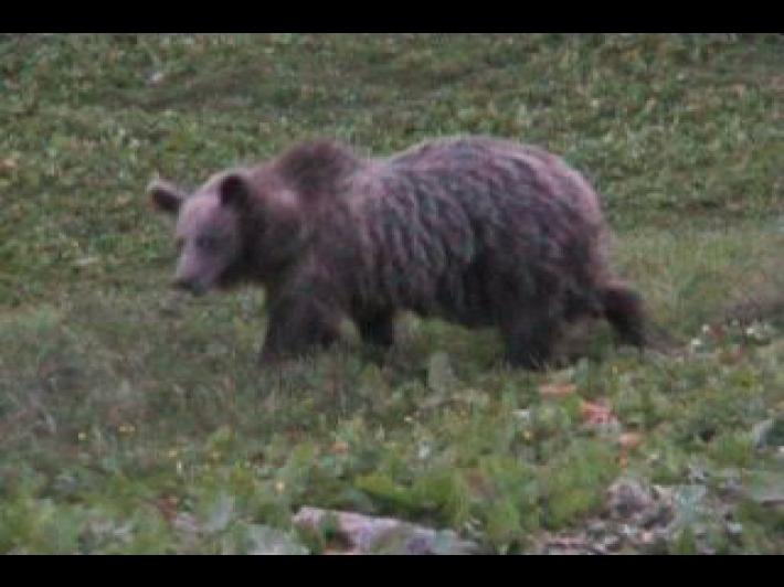 Dal Viminale arriva l'ok allo spray anti-orso per i carabinieri forestali