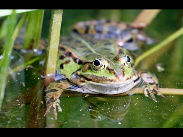 Ex manager Lukoil muore avvelenato durante seduta con sciamano